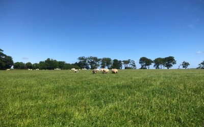 June Newsletter 2026