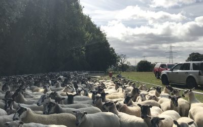 October 2019 Newsletter