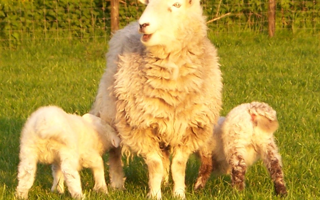 Sheep scanning