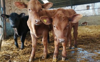 April 2019 Newsletter
