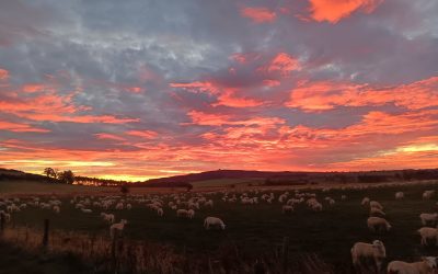 November Newsletter 2025